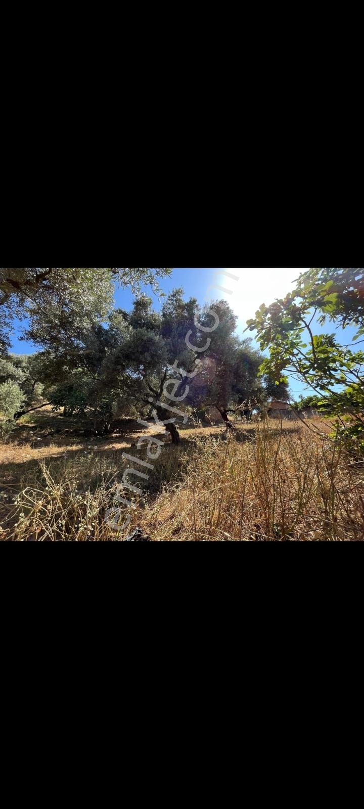 Germencik Çarıklarda İmarlı Arsa. — fotoğraf 4
