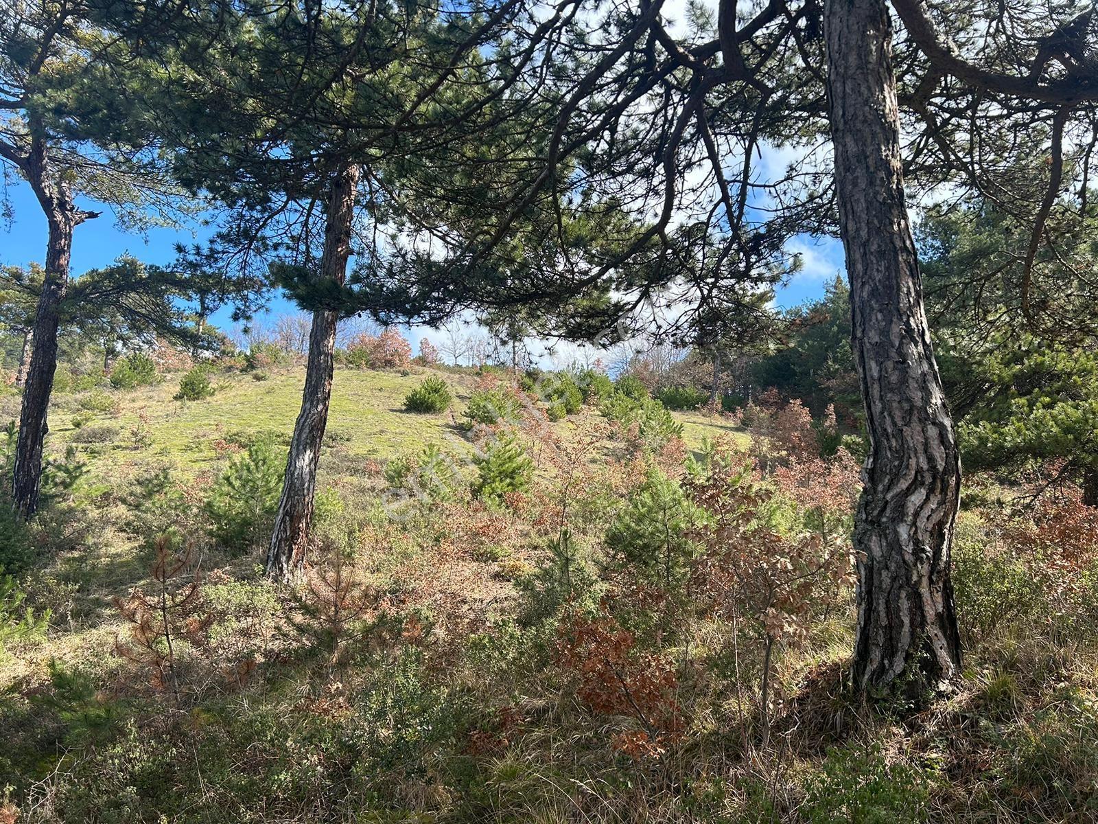 Pamukova Ağaçcılarda , Emsallerine Göre En Uygun Satılık Tarla — fotoğraf 12