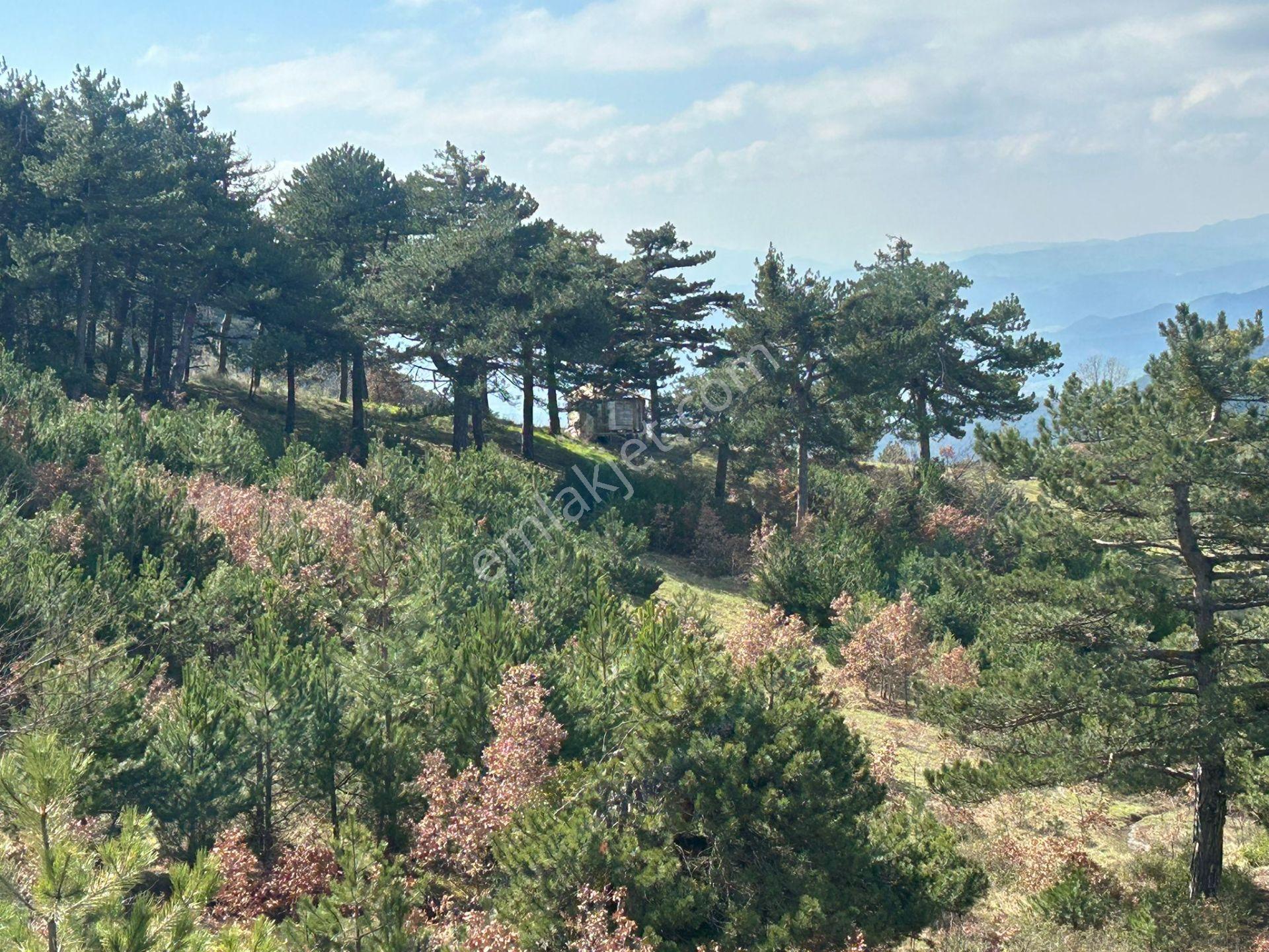 Pamukova Ağaçcılarda , Emsallerine Göre En Uygun Satılık Tarla — fotoğraf 28