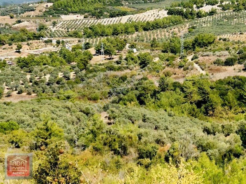 Kuşadasında Anayola 100 Mt 32 Dönüm Panoramik Manzaralı Arazi