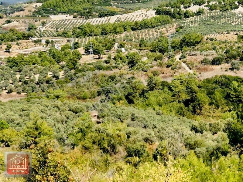 Kuşadasında Anayola 100 Mt 32 Dönüm Panoramik Manzaralı Arazi — fotoğraf 8