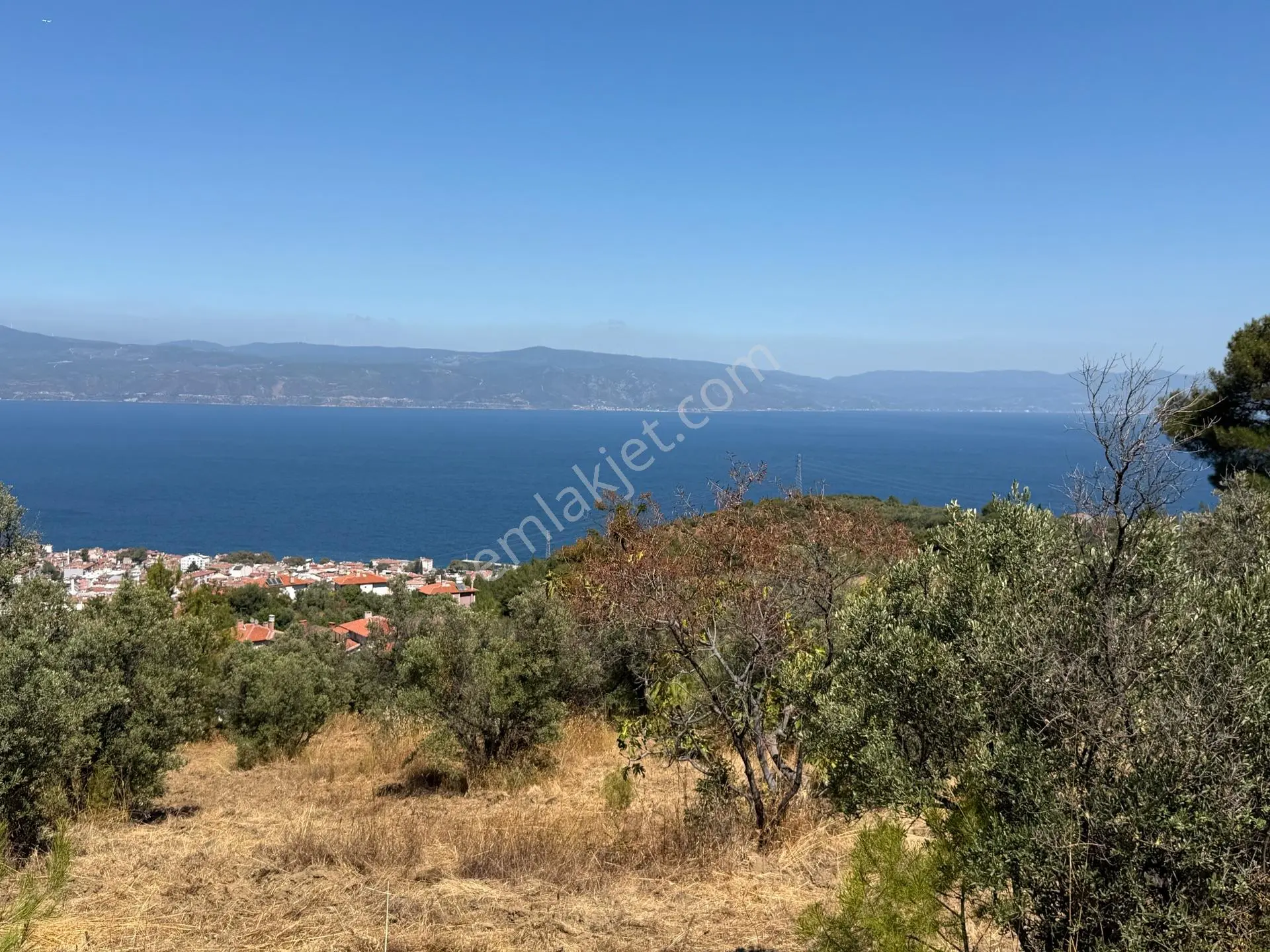 Tırpan Gayrimenkulden Çepnide 1.819M2 Deniz Manzaralı Zeytinlik