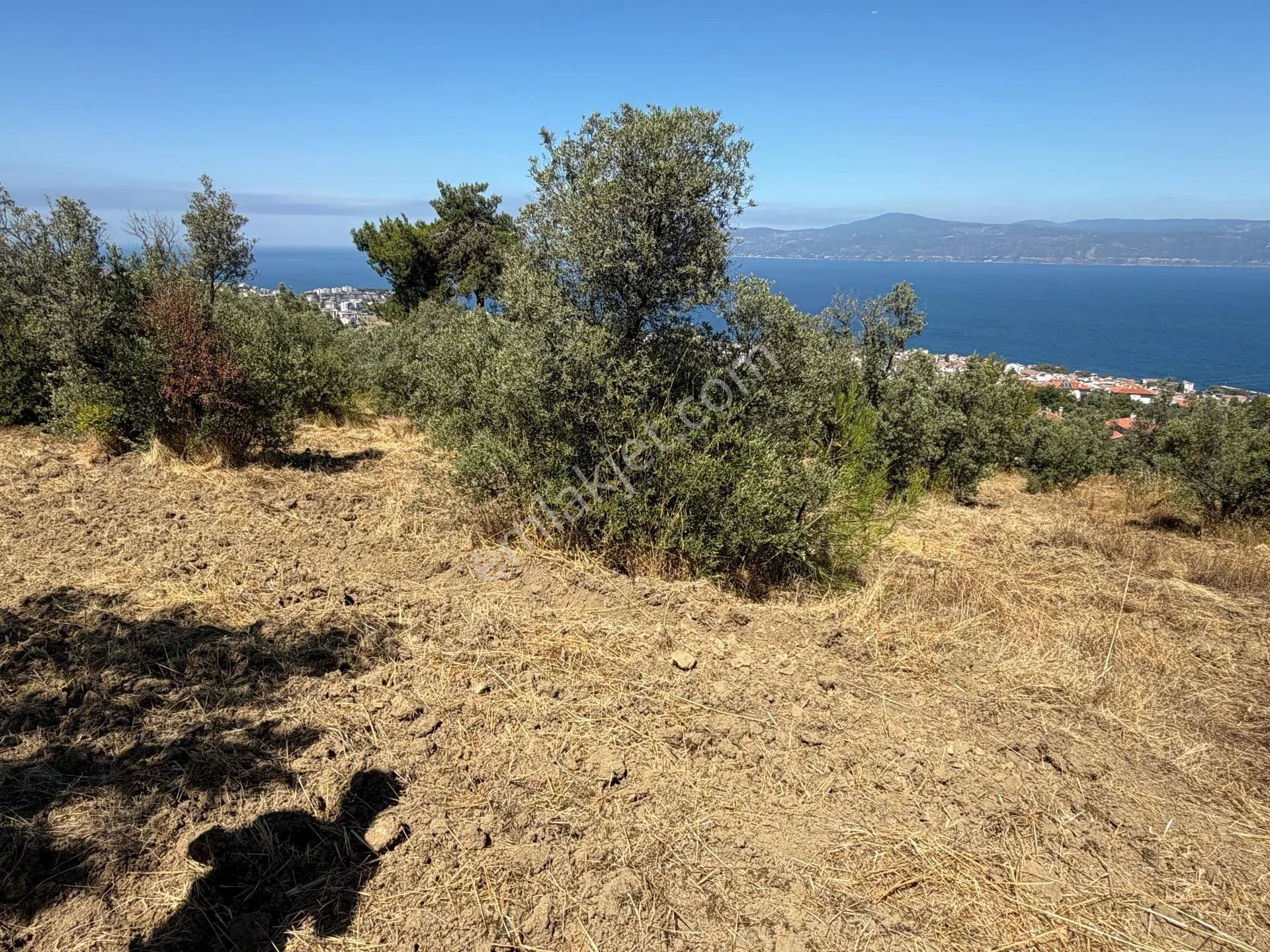 Tırpan Gayrimenkulden Çepnide 1.819m2 Deniz Manzaralı Zeytinlik — fotoğraf 3