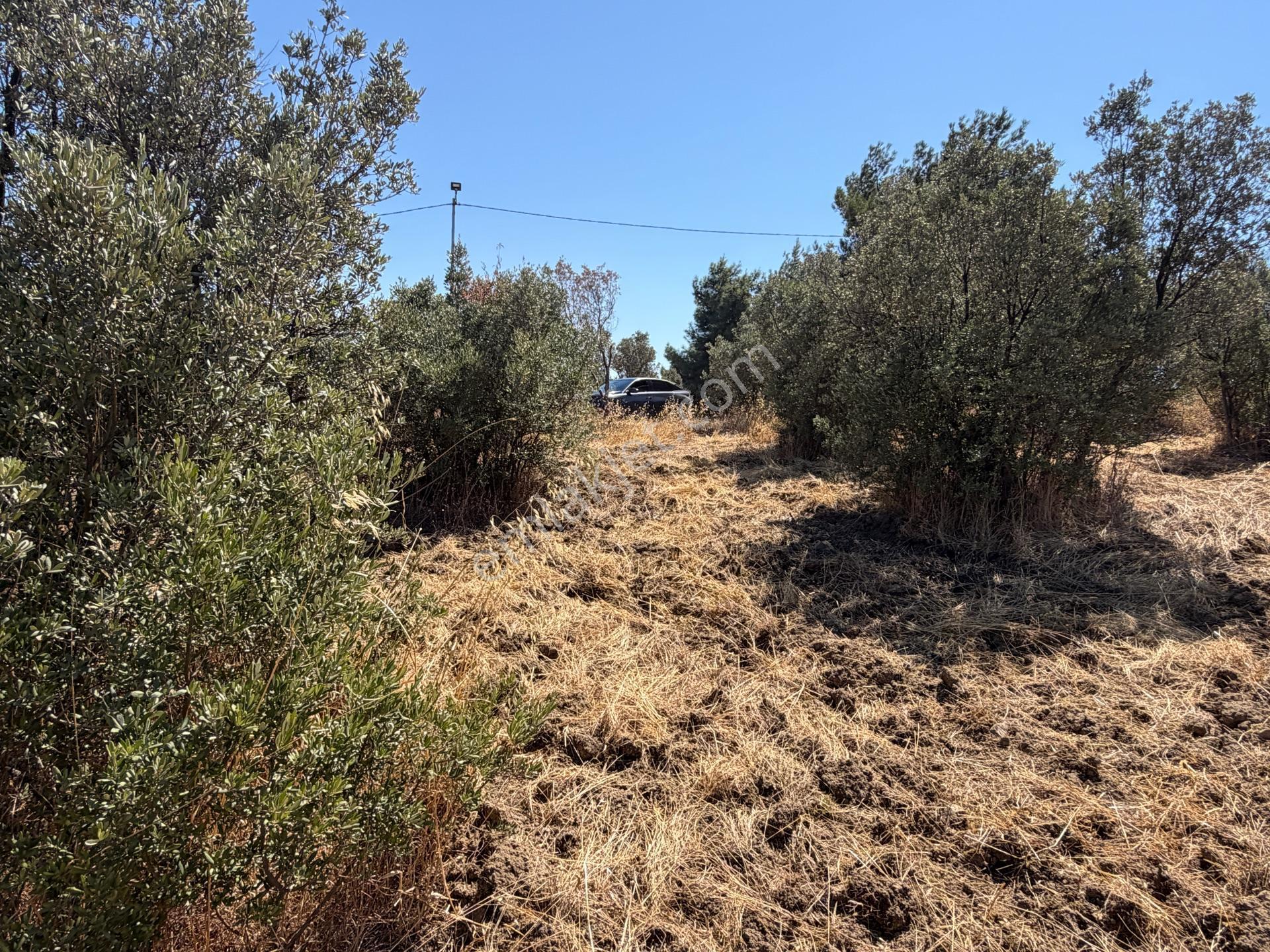 Tırpan Gayrimenkulden Çepnide 1.819m2 Deniz Manzaralı Zeytinlik — fotoğraf 6
