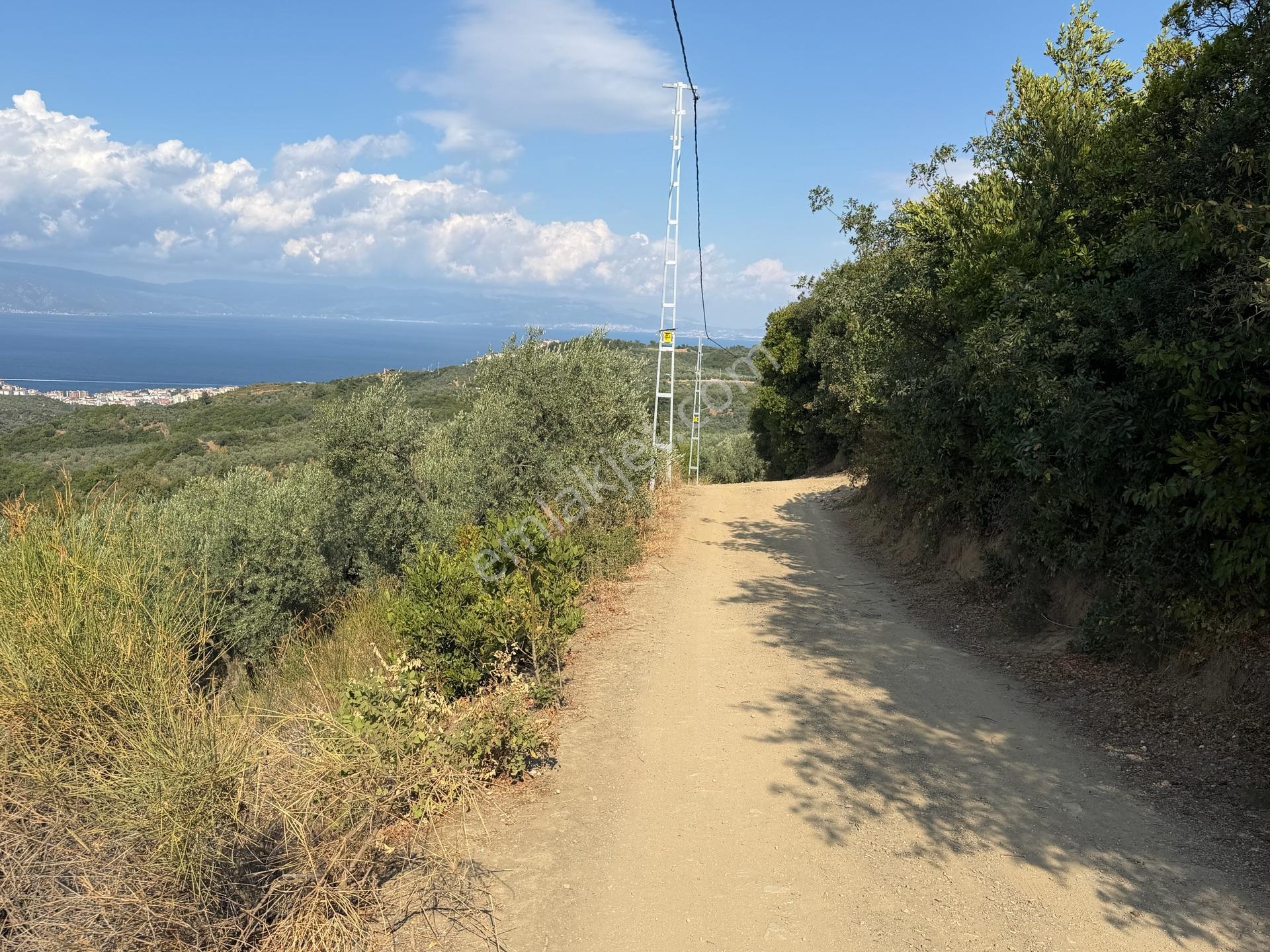 Tırpan Gayrimenkulden Çepnide 1.819m2 Deniz Manzaralı Zeytinlik — fotoğraf 7