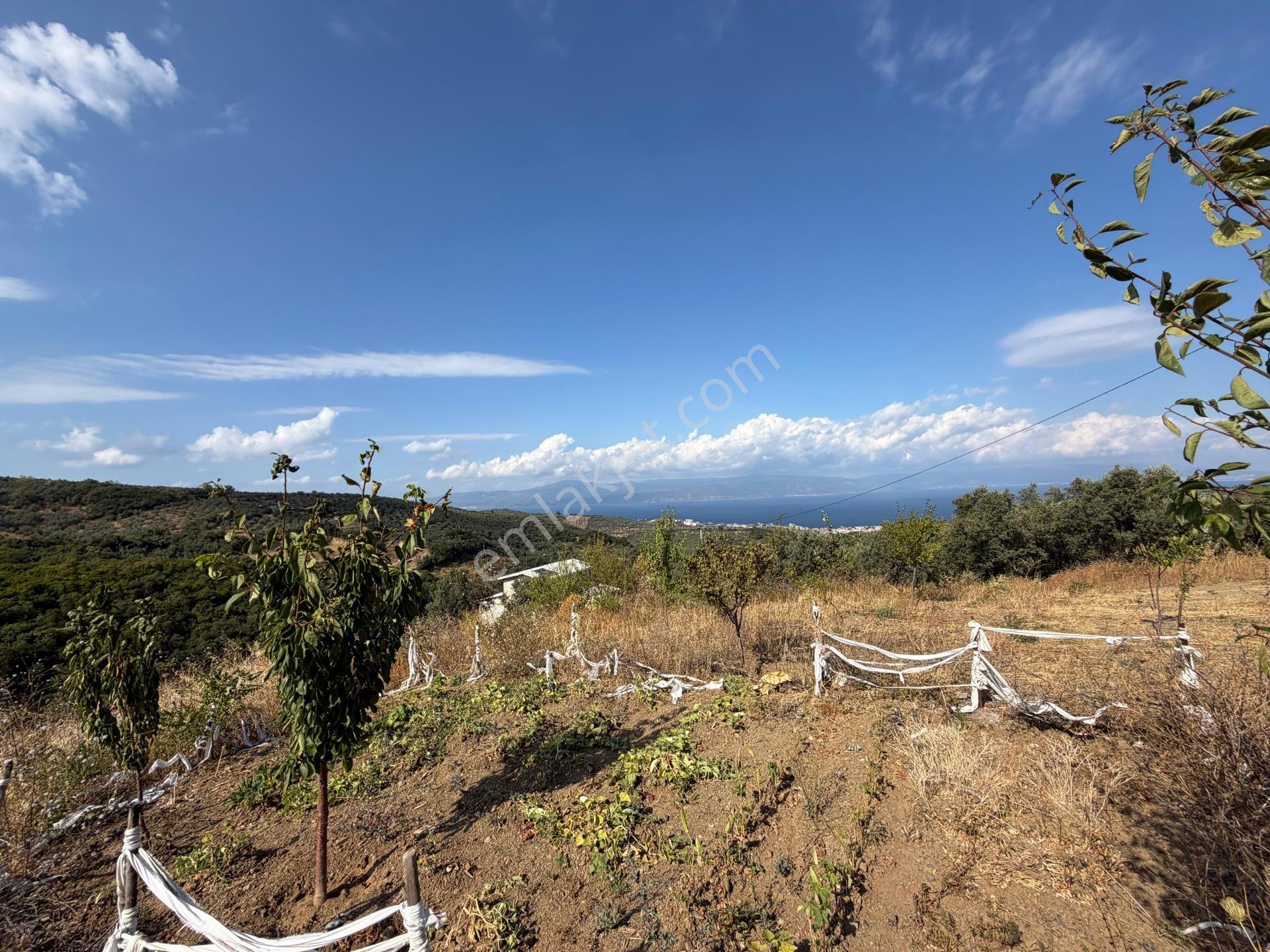 Tırpan Gayrimenkulden Çepnide 1.819m2 Deniz Manzaralı Zeytinlik — fotoğraf 14