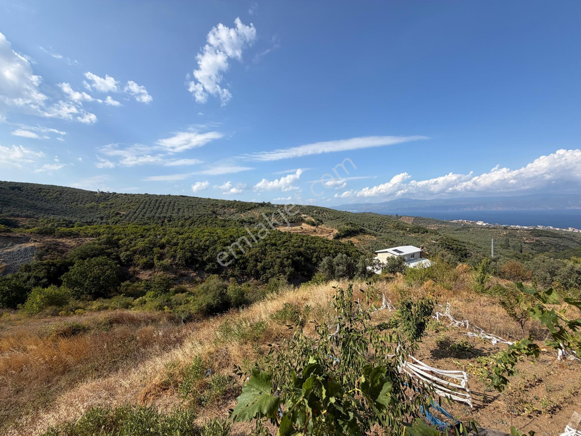 Tırpan Gayrimenkulden Çepnide 1.819m2 Deniz Manzaralı Zeytinlik — fotoğraf 16