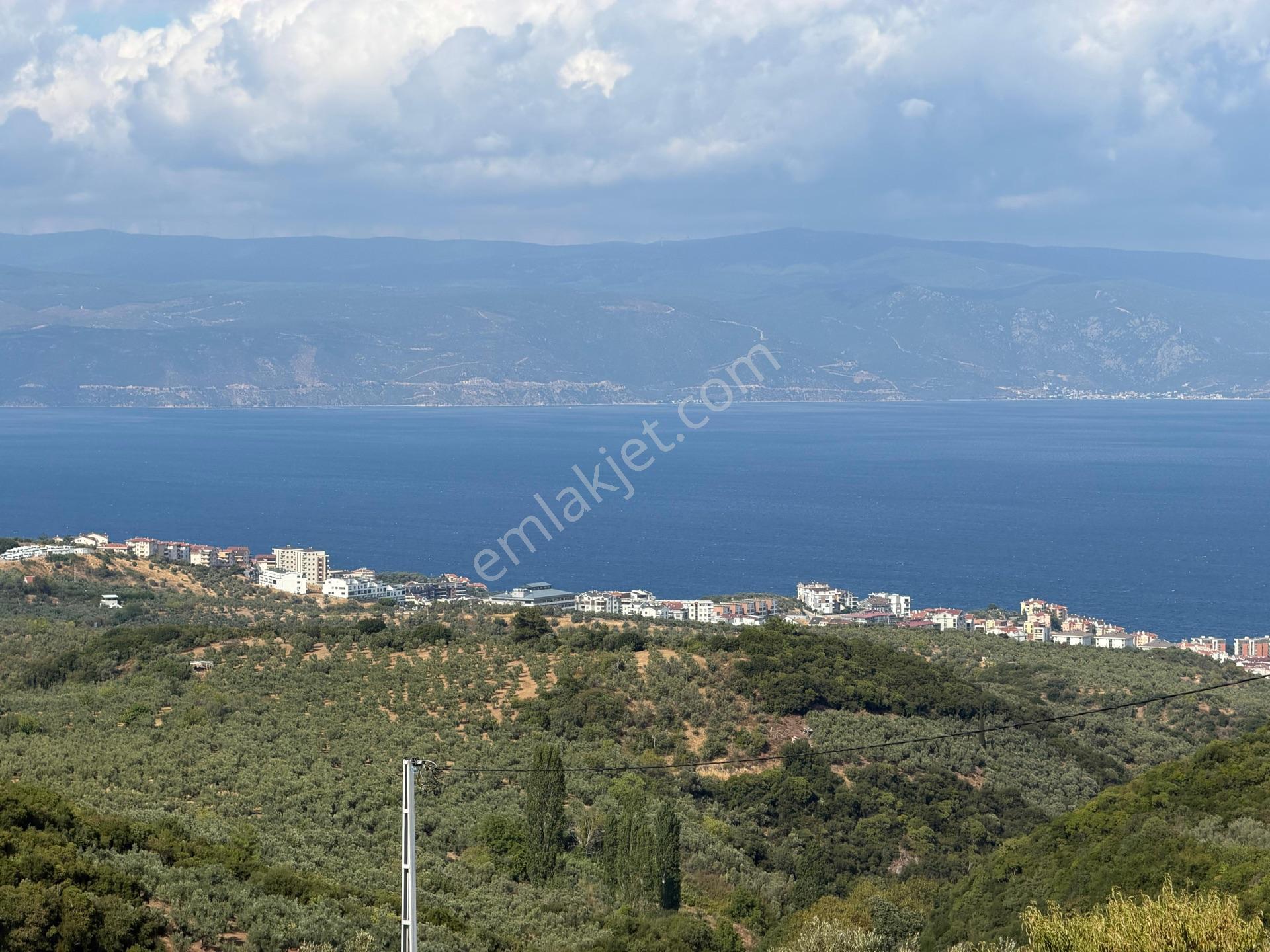 Tırpan Gayrimenkulden Çepnide 1.819m2 Deniz Manzaralı Zeytinlik — fotoğraf 17