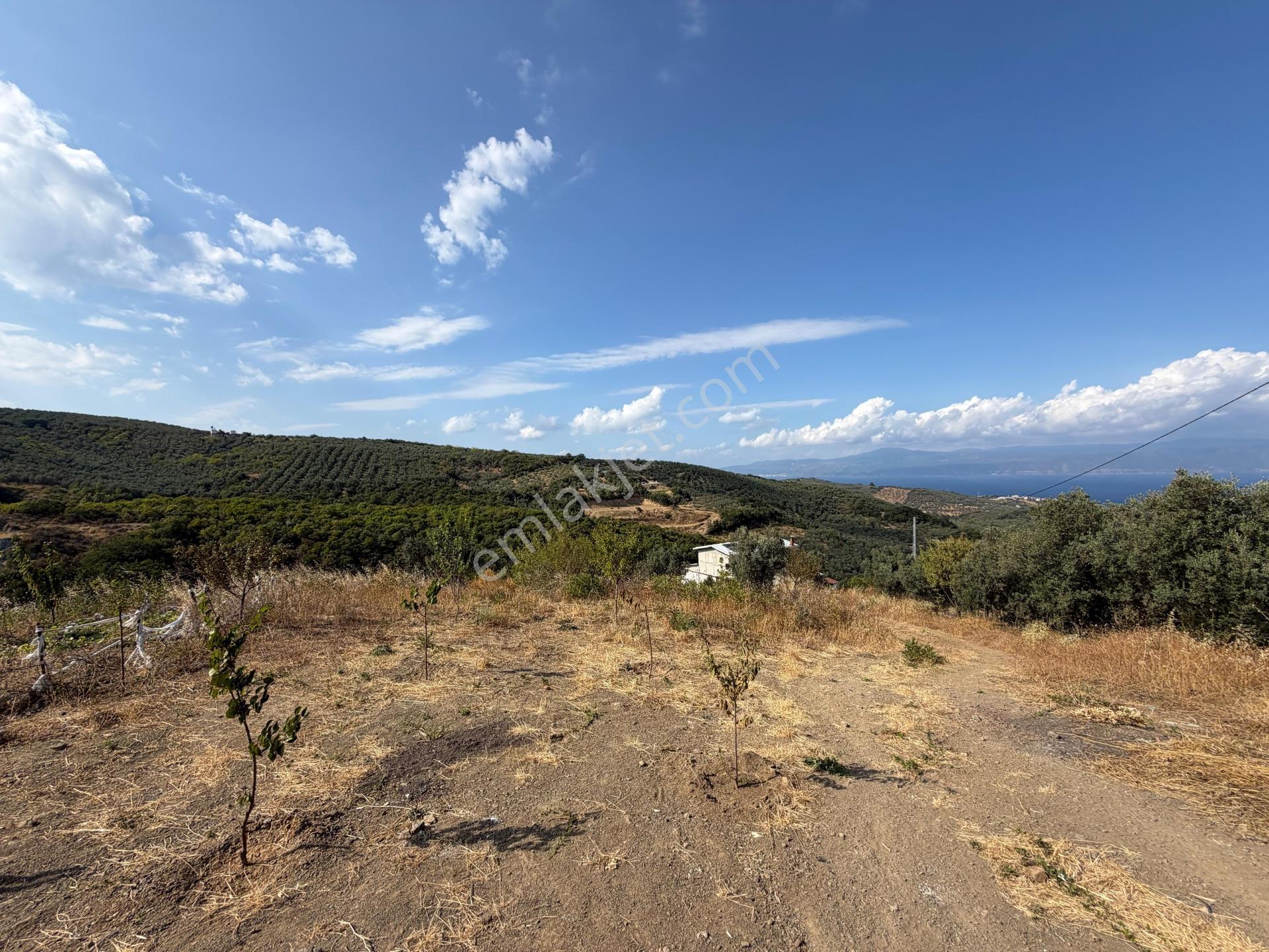Tırpan Gayrimenkulden Çepnide 1.819m2 Deniz Manzaralı Zeytinlik — fotoğraf 19