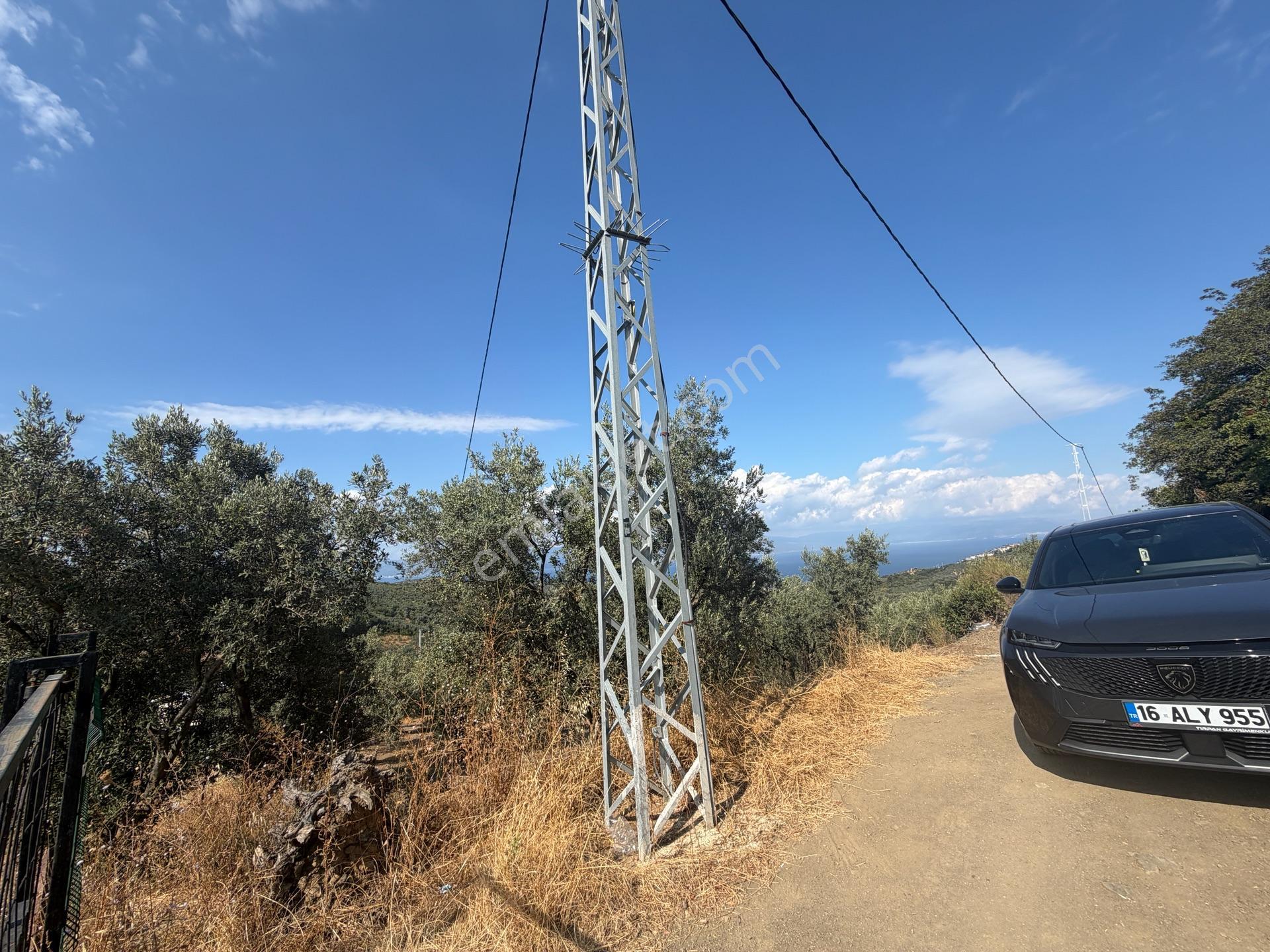 Tırpan Gayrimenkulden Çepnide 1.819m2 Deniz Manzaralı Zeytinlik — fotoğraf 20