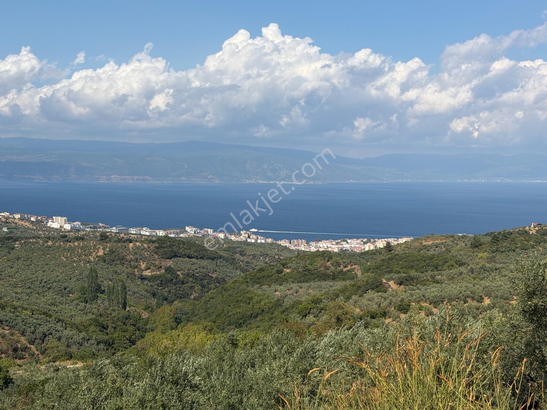 Tırpan Gayrimenkulden Çepnide 1.819m2 Deniz Manzaralı Zeytinlik — fotoğraf 21