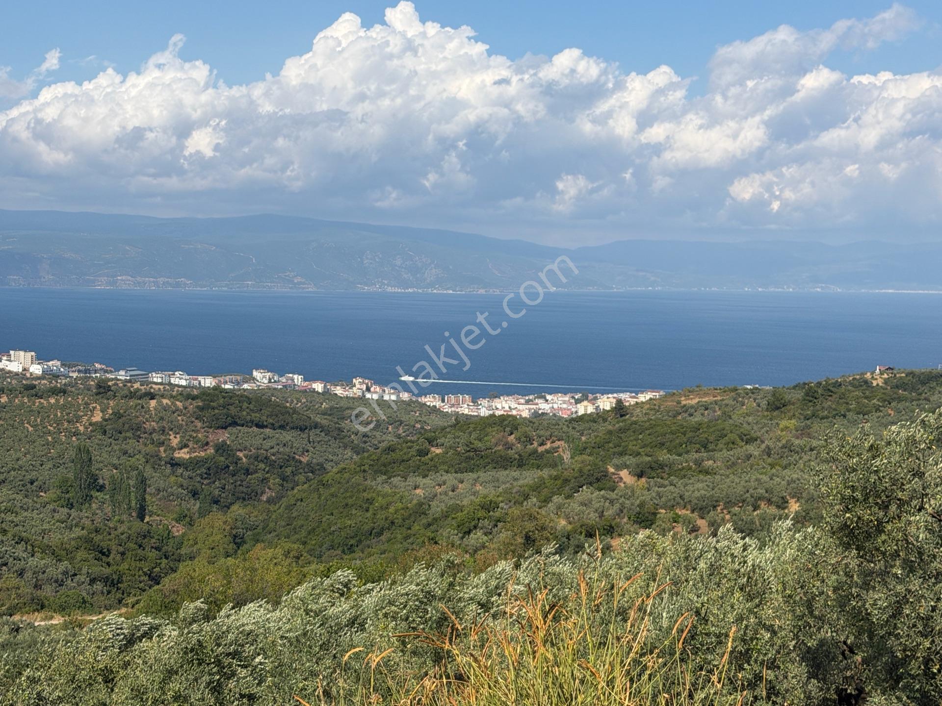 Tırpan Gayrimenkulden Çepnide 1.819m2 Deniz Manzaralı Zeytinlik — fotoğraf 22