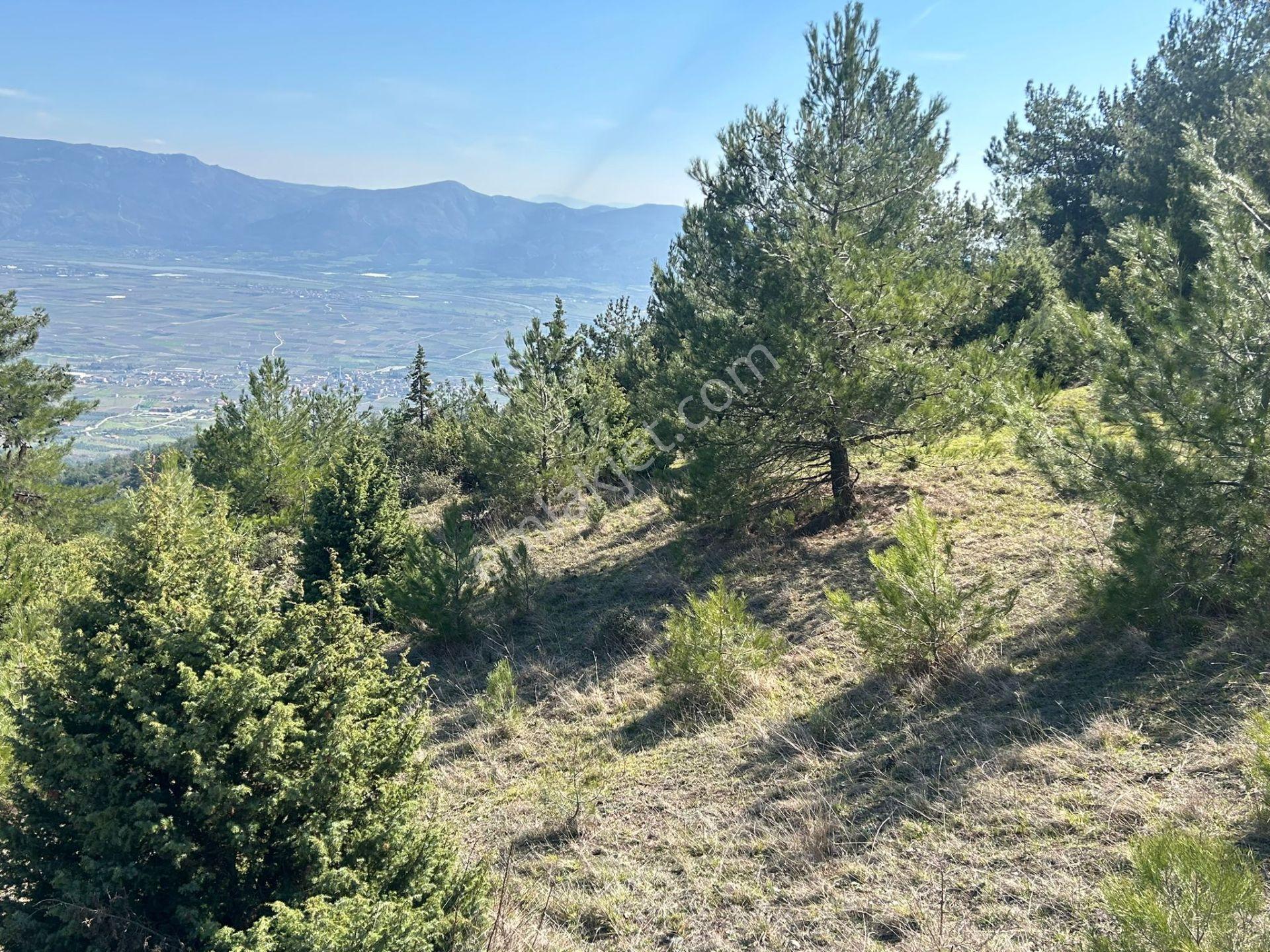 Pamukova Çileklide Resmi Yolu Olan Ova Manzaralı Satılık Tarla — fotoğraf 15