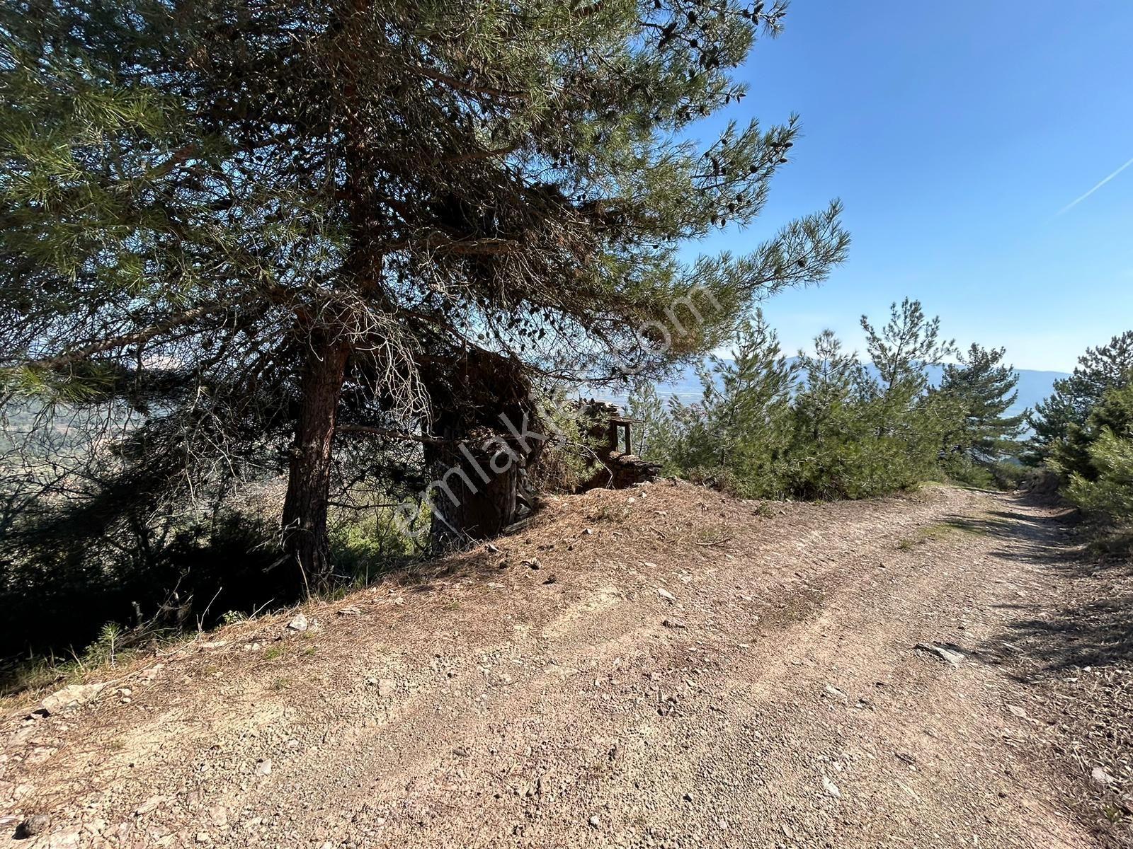 Pamukova Çileklide Resmi Yolu Olan Ova Manzaralı Satılık Tarla — fotoğraf 17