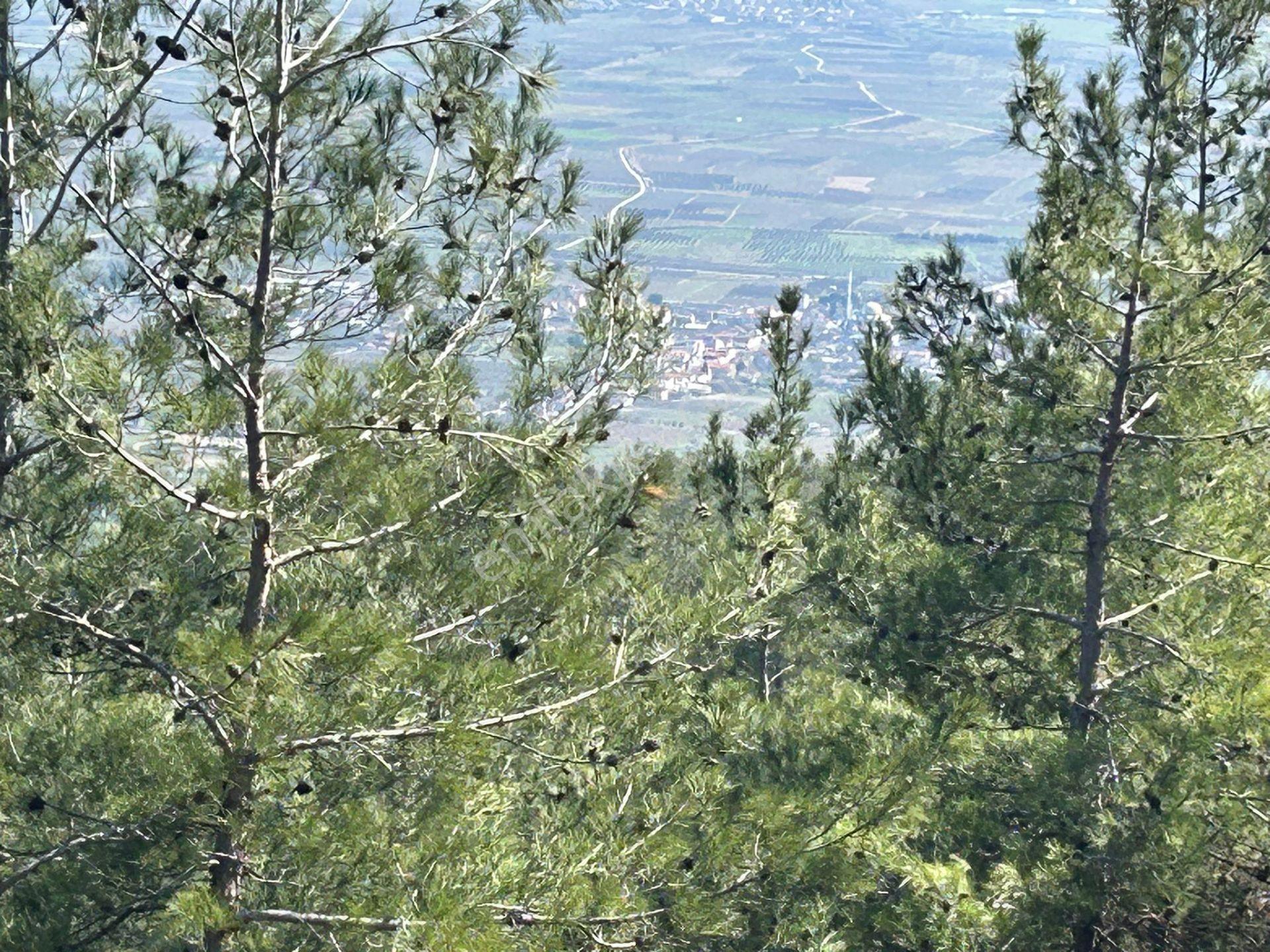 Pamukova Çileklide Resmi Yolu Olan Ova Manzaralı Satılık Tarla — fotoğraf 19