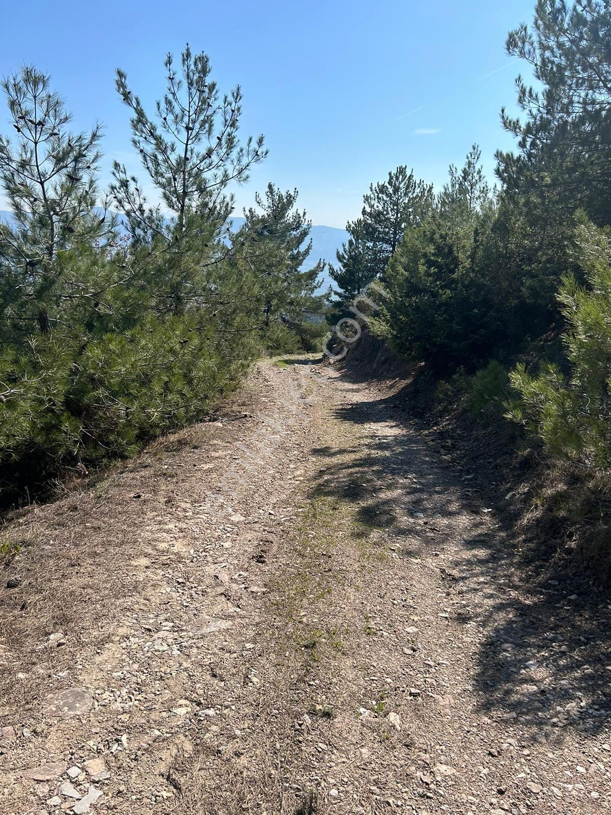 Pamukova Çileklide Resmi Yolu Olan Ova Manzaralı Satılık Tarla — fotoğraf 24