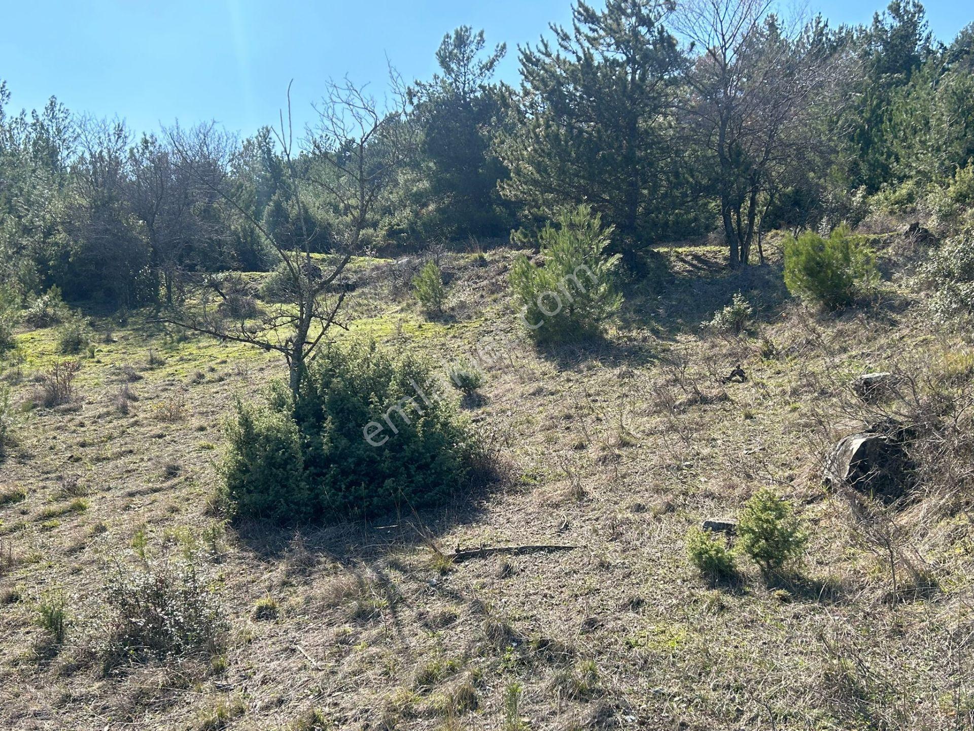 Pamukova Çileklide Resmi Yolu Olan Ova Manzaralı Satılık Tarla — fotoğraf 30