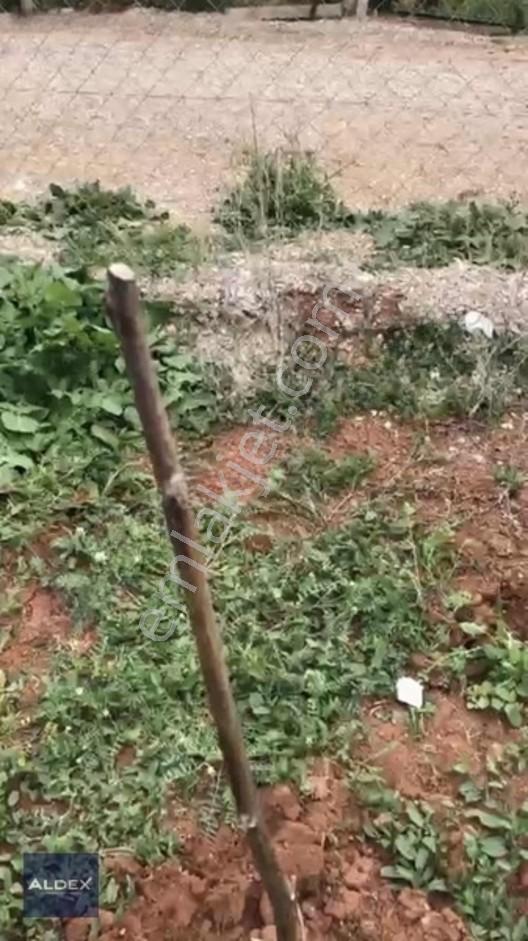 Temelli'de Tapulu 300 M2 Hobi Bahçesi, Su Basmanı, Elekt. Su Var — fotoğraf 7