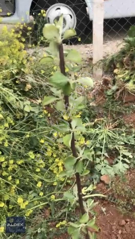 Temelli'de Tapulu 300 M2 Hobi Bahçesi, Su Basmanı, Elekt. Su Var — fotoğraf 8