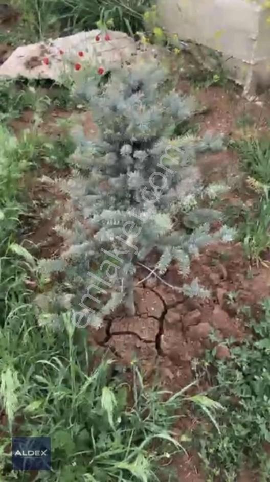Temelli'de Tapulu 300 M2 Hobi Bahçesi, Su Basmanı, Elekt. Su Var — fotoğraf 14