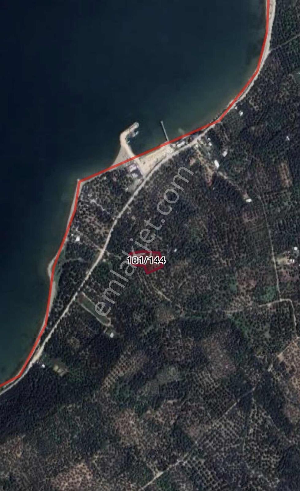 Bandırma Da Denize 200 Metre Yatırımlık Satılık Zeytinlik — fotoğraf 5