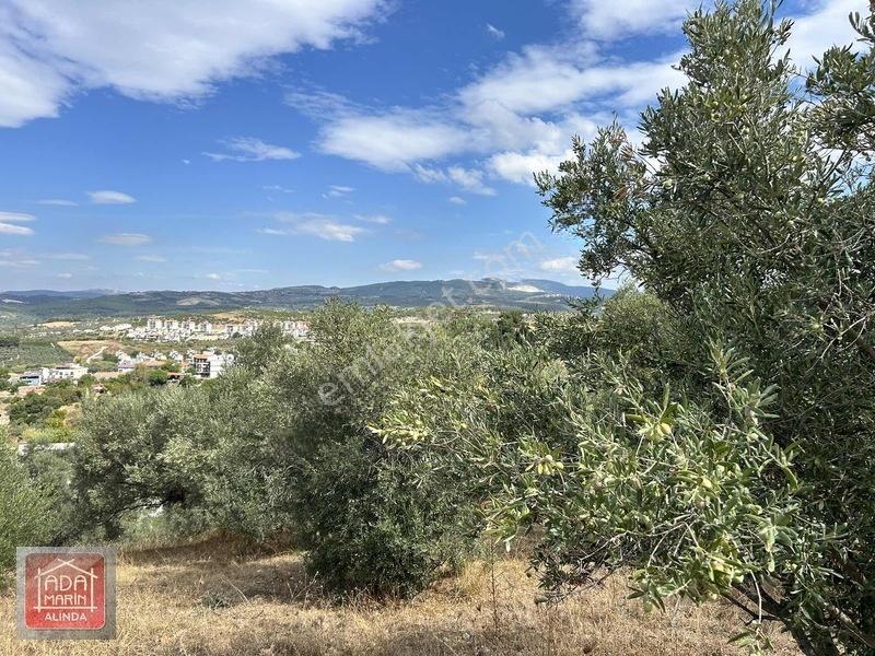 Kuşadasında Çevre Yoluna 100 Mt Mesafede 106 Dönüm Dev Arazi — fotoğraf 7