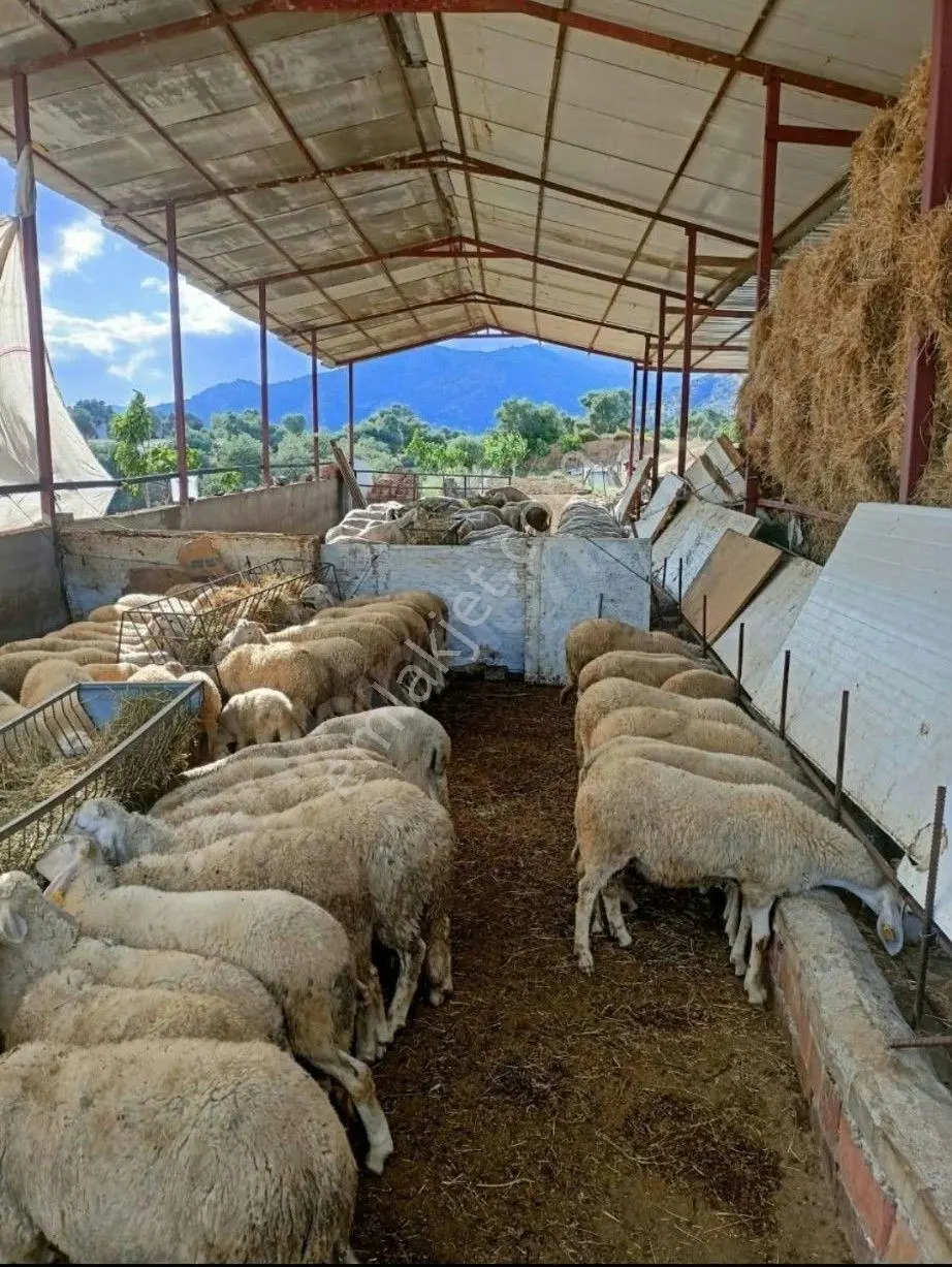 Nazilli İsabeyli'de 27.000 M² Satılık Zeytinlik Ve Bağ — fotoğraf 2