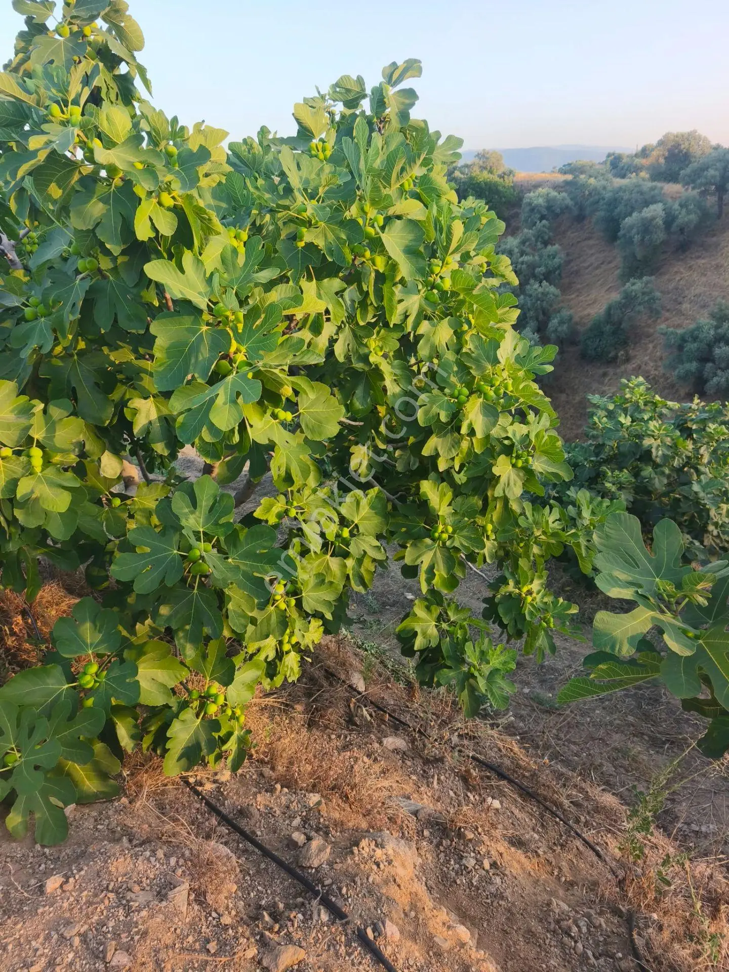 Nazilli İsabeyli'de 27.000 M² Satılık Zeytinlik Ve Bağ — fotoğraf 3