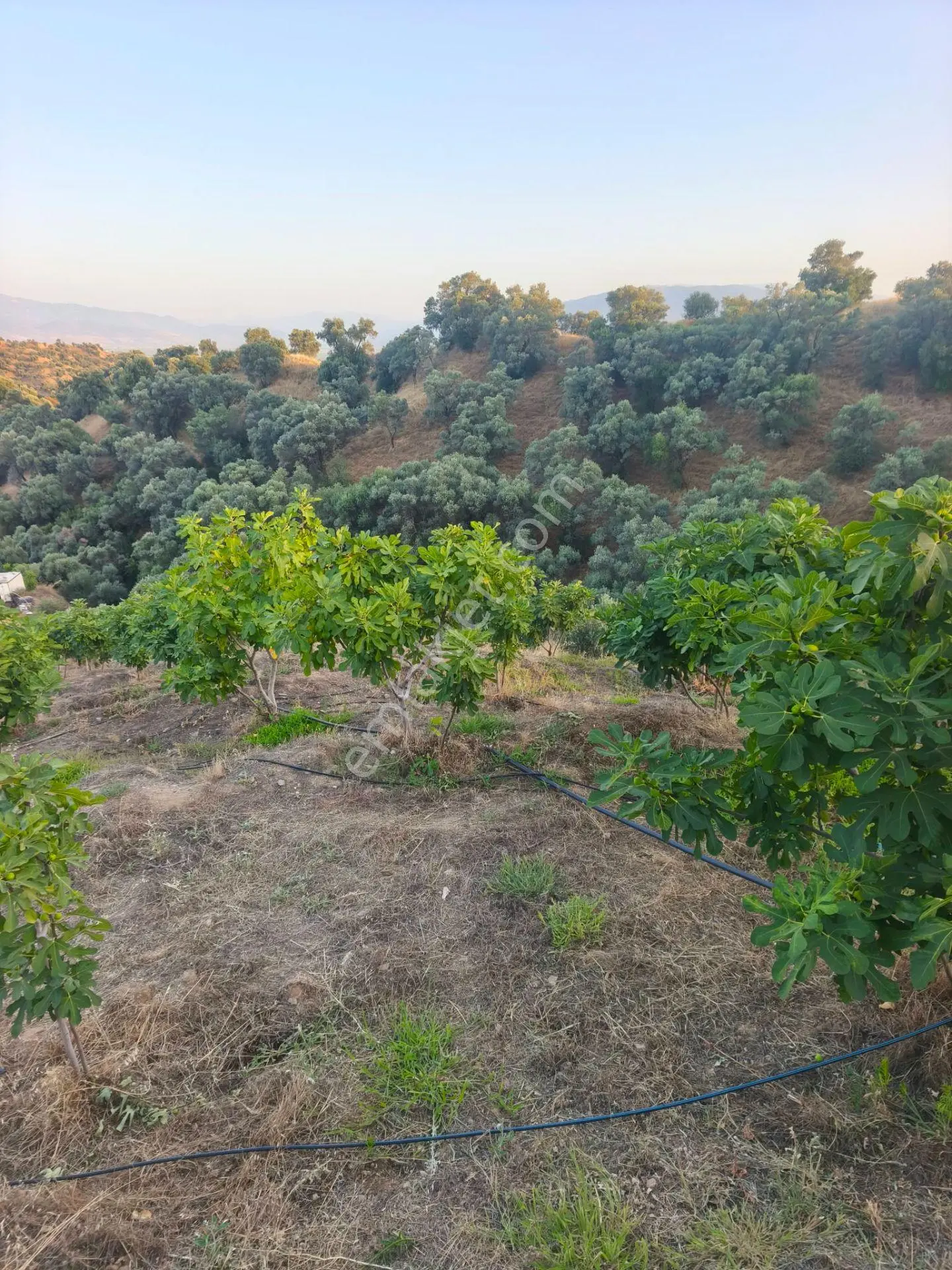 Nazilli İsabeyli'de 27.000 M² Satılık Zeytinlik Ve Bağ — fotoğraf 5