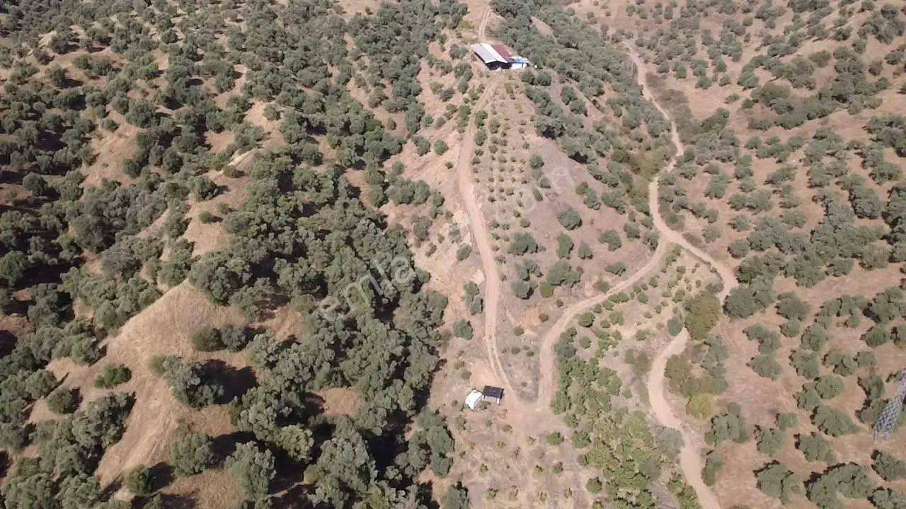 Nazilli İsabeyli'de 27.000 M² Satılık Zeytinlik Ve Bağ — fotoğraf 11