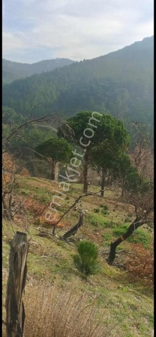 Oruçlar Mahallesı Satılık Tarla