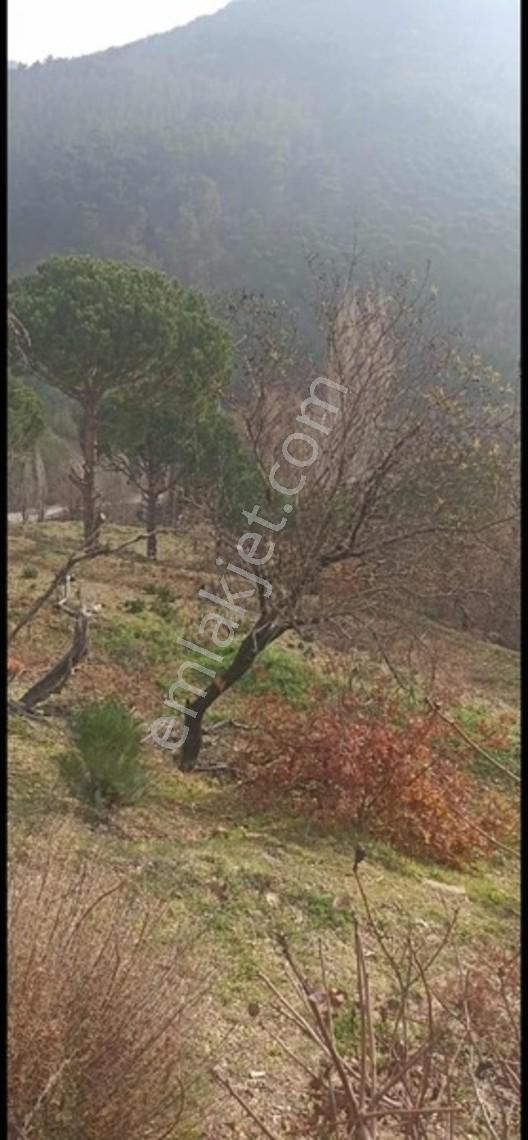 Oruçlar Mahallesı Satılık Tarla — fotoğraf 3