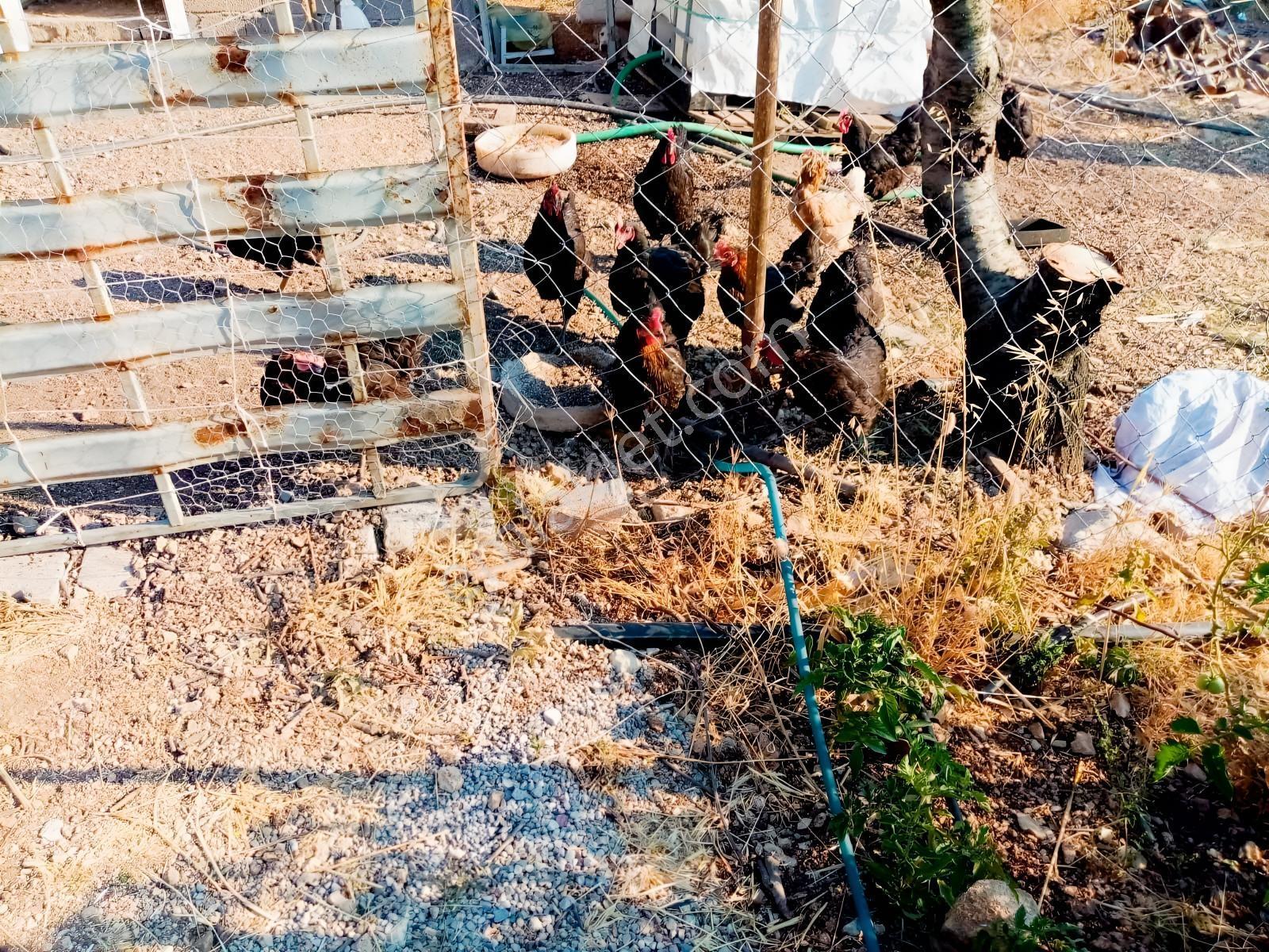 Damlacık(k.paşa)da Kendi Enerji Ve Suyu Olan 503 M2 Resmi Hisse — fotoğraf 10