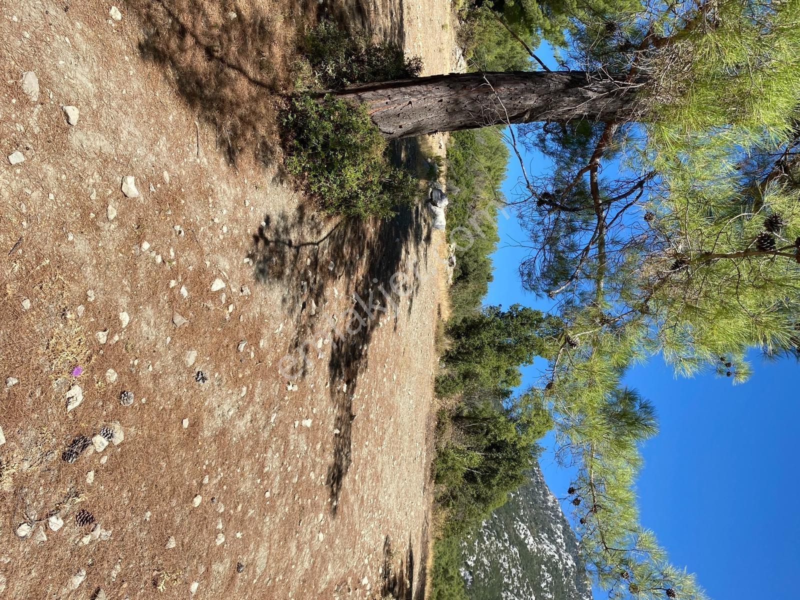 Muğla Seydikemer İlçesi Çatak Mahallesi Satılık Tarla 10.667 M2 — fotoğraf 2