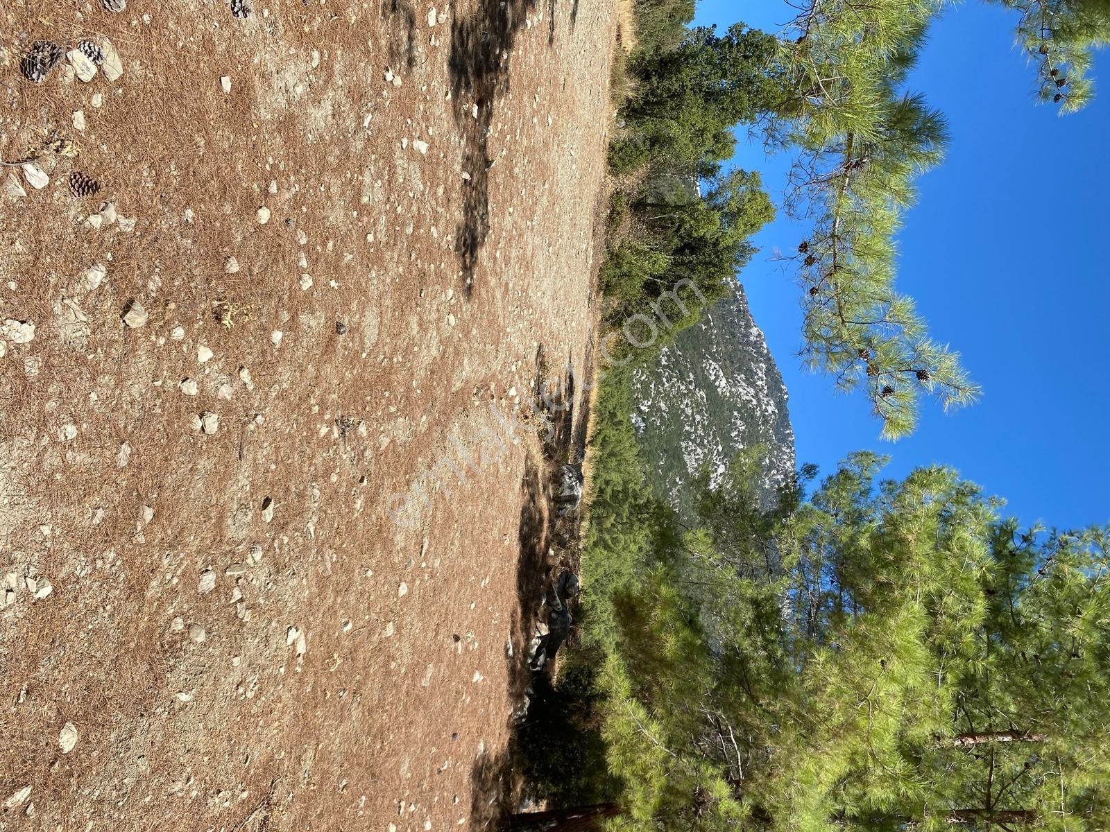 Muğla Seydikemer İlçesi Çatak Mahallesi Satılık Tarla 10.667 M2 — fotoğraf 3