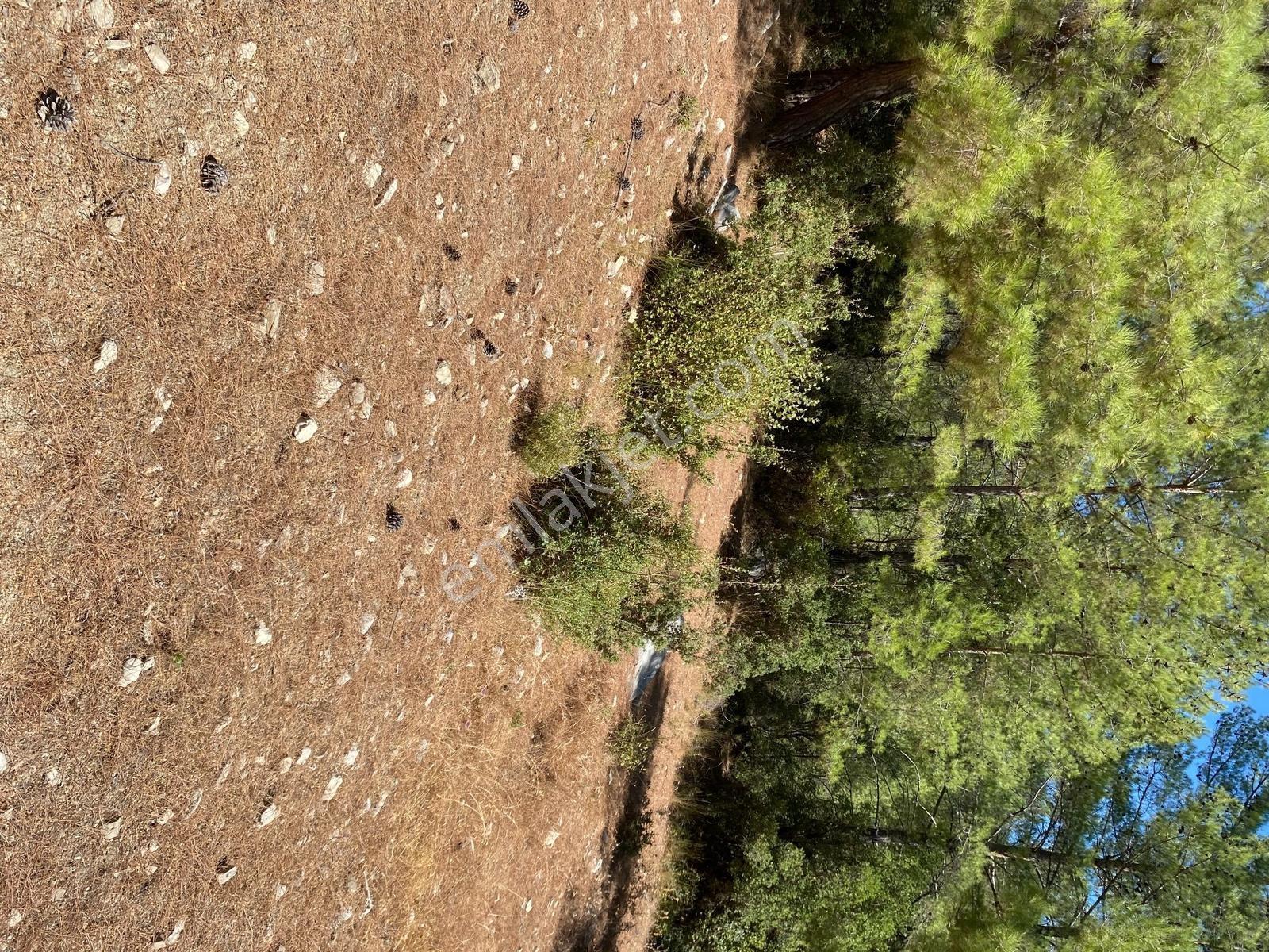 Muğla Seydikemer İlçesi Çatak Mahallesi Satılık Tarla 10.667 M2 — fotoğraf 4