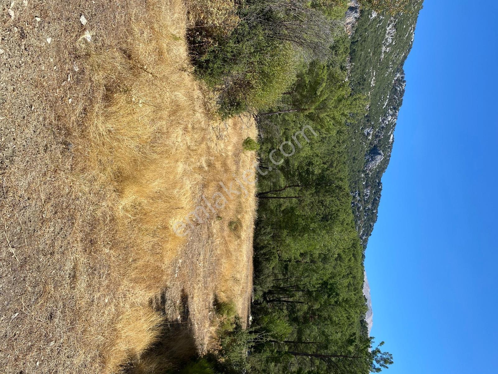 Muğla Seydikemer İlçesi Çatak Mahallesi Satılık Tarla 10.667 M2 — fotoğraf 5