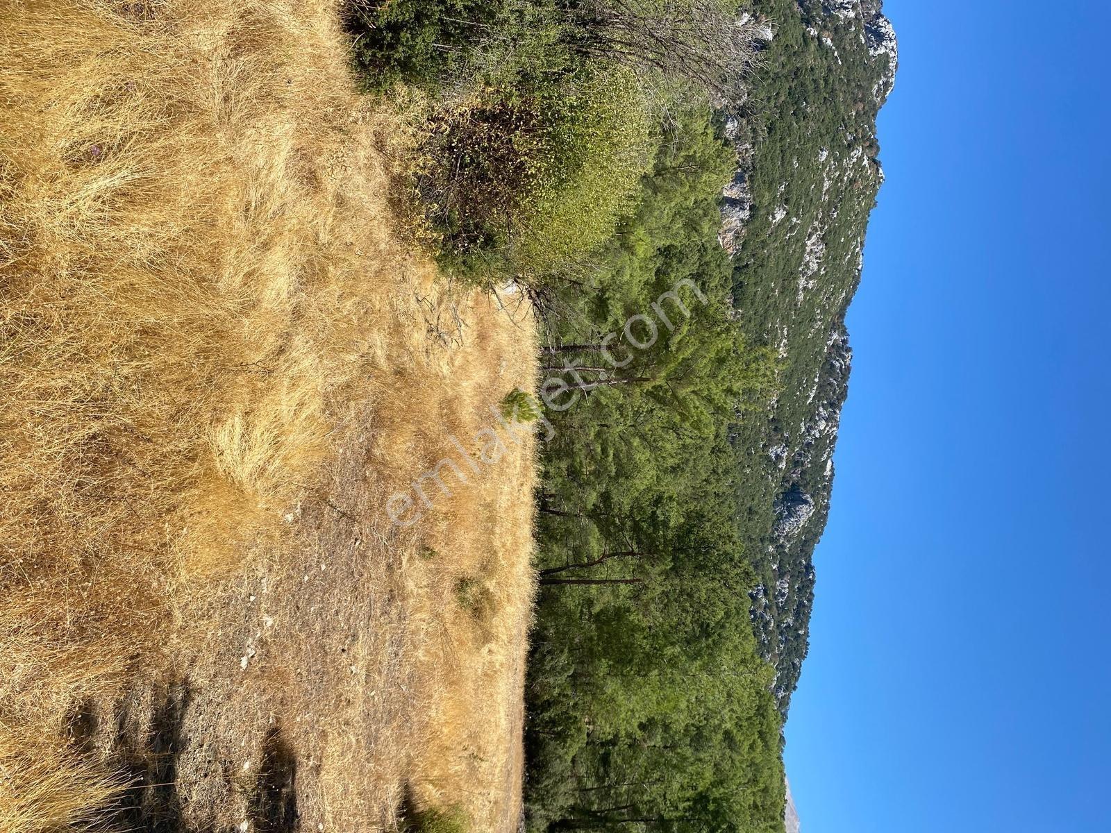 Muğla Seydikemer İlçesi Çatak Mahallesi Satılık Tarla 10.667 M2 — fotoğraf 7