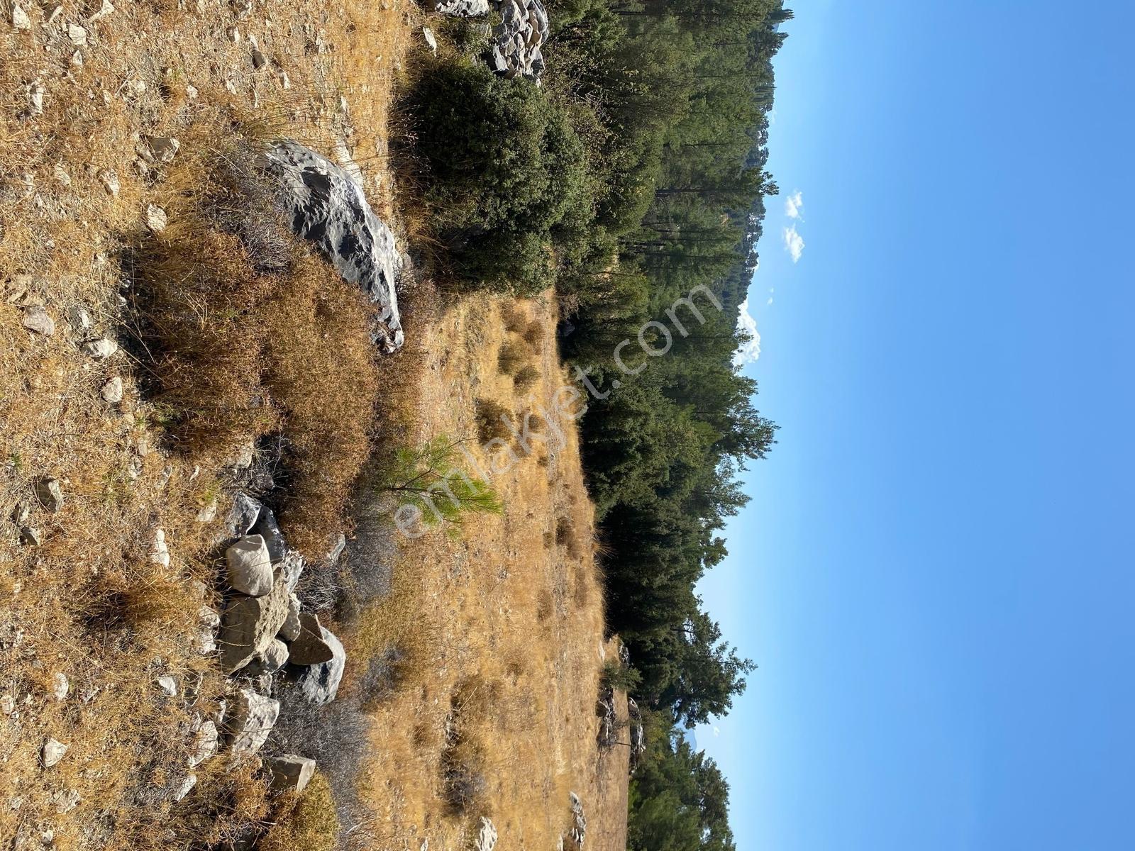 Muğla Seydikemer İlçesi Çatak Mahallesi Satılık Tarla 10.667 M2 — fotoğraf 17