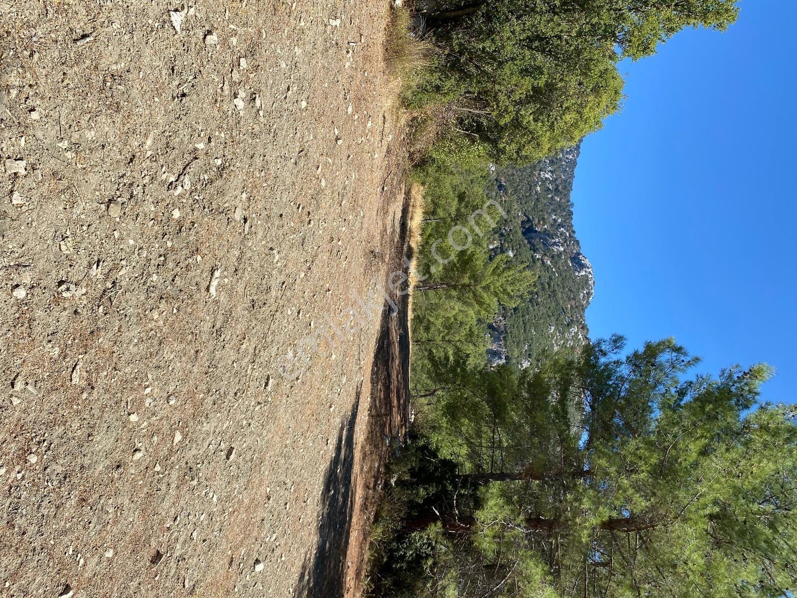 Muğla Seydikemer İlçesi Çatak Mahallesi Satılık Tarla 10.667 M2 — fotoğraf 18