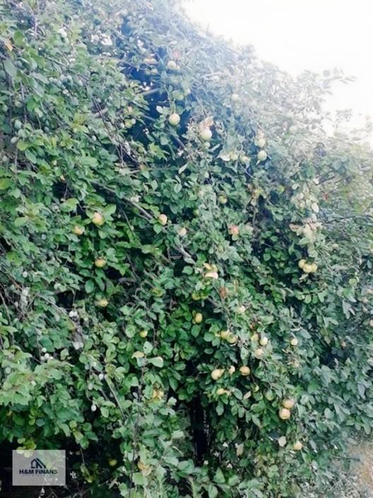 Sakarya Geyve Güney Mah.köy İçinde 1403 M2 Satılık Arsa — fotoğraf 5