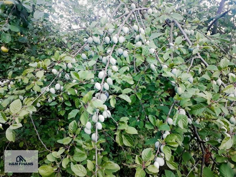 Sakarya Geyve Güney Mah.köy İçinde 1403 M2 Satılık Arsa — fotoğraf 6