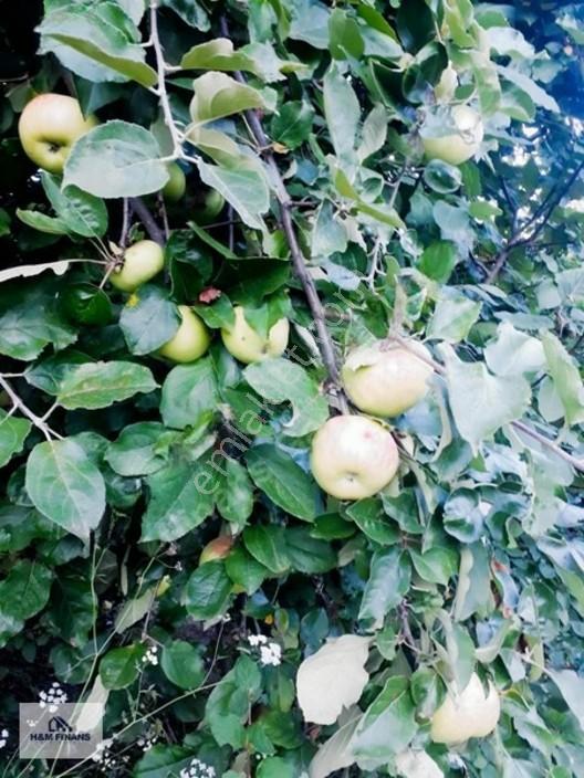 Sakarya Geyve Güney Mah.köy İçinde 1403 M2 Satılık Arsa — fotoğraf 24