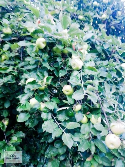 Sakarya Geyve Güney Mah.köy İçinde 1403 M2 Satılık Arsa — fotoğraf 34