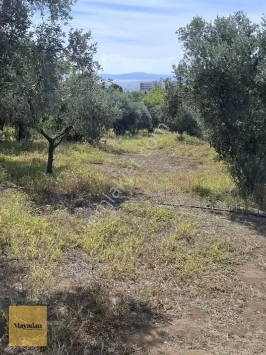 Mayadan Gyo A.ş. Den Erdek Kastri ' Ded Satılık Zeytinlik — fotoğraf 2
