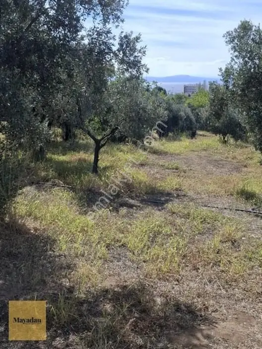 Mayadan Gyo A.ş. Den Erdek Kastri ' Ded Satılık Zeytinlik — fotoğraf 4