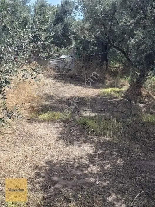Mayadan Gyo A.ş. Den Erdek Kastri ' Ded Satılık Zeytinlik — fotoğraf 5