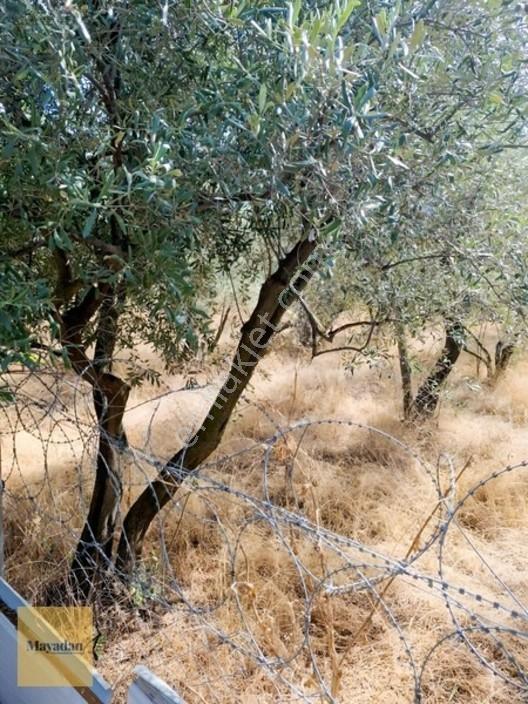 Mayadan Gyo A.ş. Den Erdek Kastri ' Ded Satılık Zeytinlik — fotoğraf 7