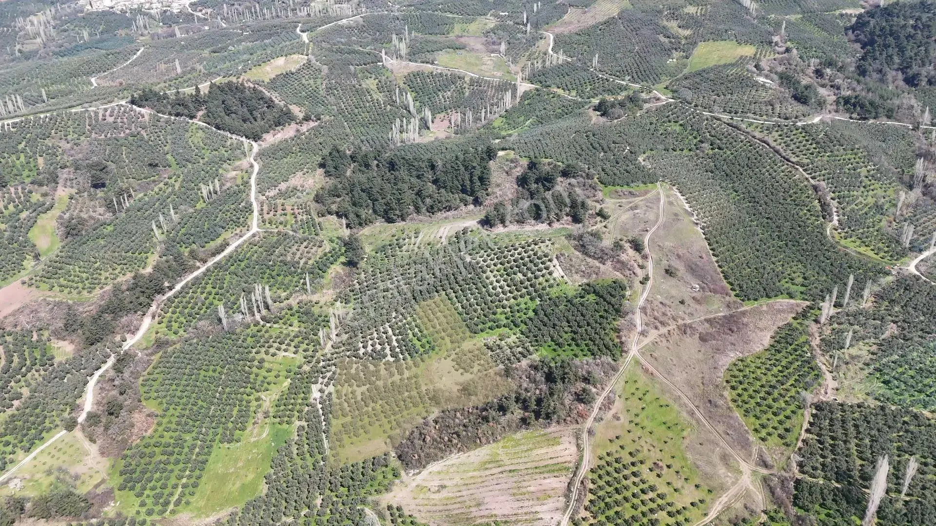 C21 Cius ;katırlı Da Yatırımlık Bakımlı 6695m2 Satılık Zeytinlik — fotoğraf 3