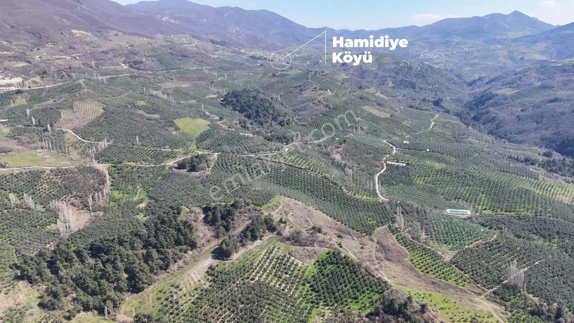 C21 Cius ;katırlı Da Yatırımlık Bakımlı 6695m2 Satılık Zeytinlik — fotoğraf 4